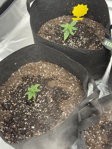 Grow #2 — vegetative, day 28