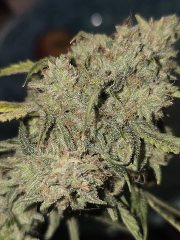 Autos AGAIN — flower, day 92