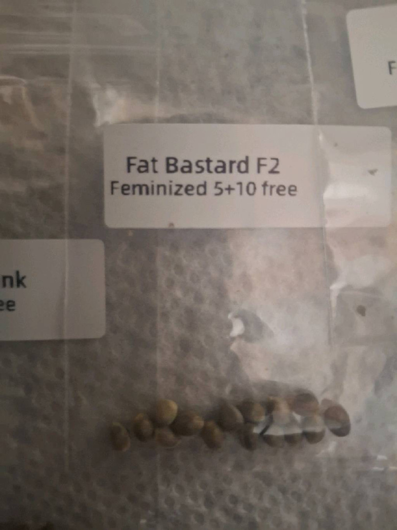 Fat Bastard 