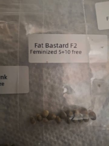 Fat Bastard  — germination, day 1
