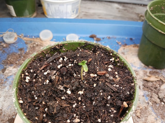 2nd Grow 2026  — seedling_rooting, day 10