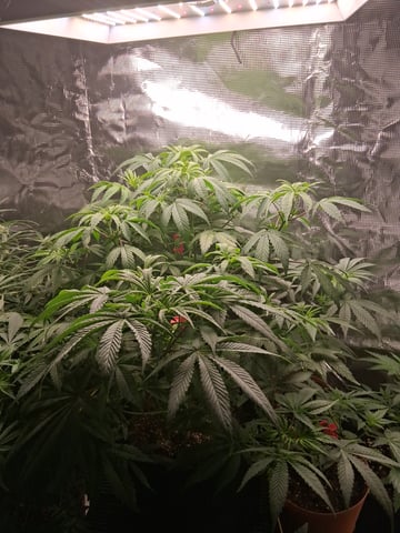 My Girls — flower, day 42