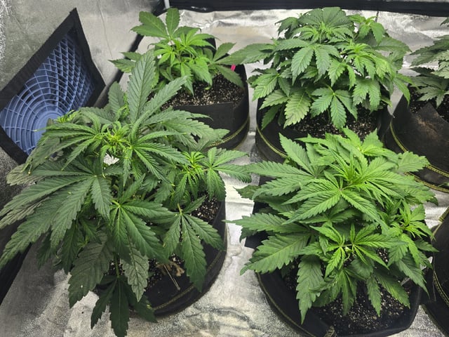 Autos AGAIN — vegetative, day 33