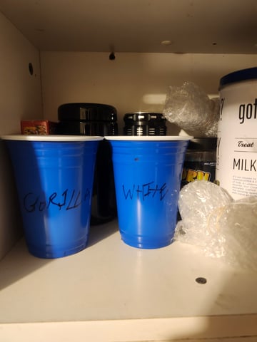 First Grow — germination, day 1