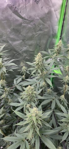 SGC And GWS Clones — flower, day 32