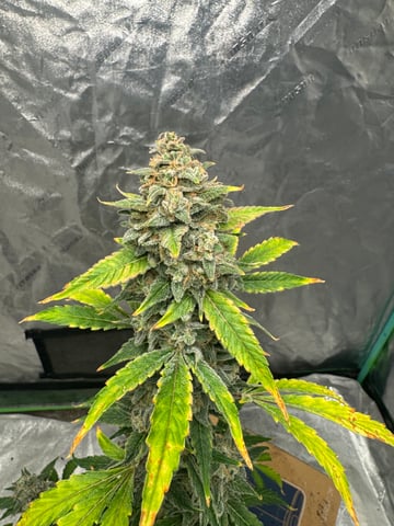 white runtz auto flower — flower, day 79
