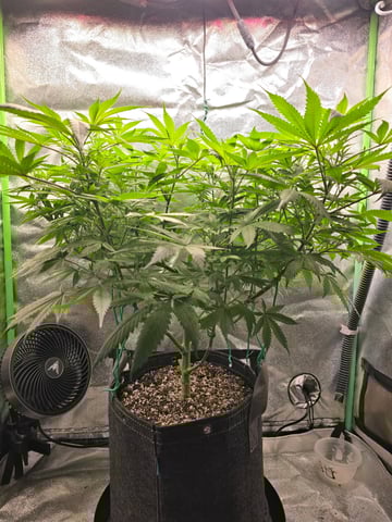 First grow — flower, day 57