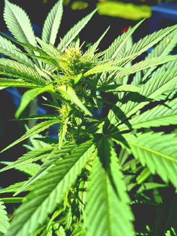 My First Grow — flower, day 81