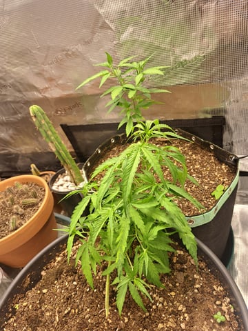 Bucket List Grow #2 — vegetative, day 90