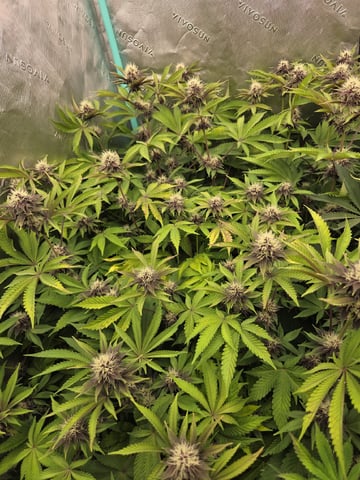 Relentless Genetics Trop Cherry S1 — flower, day 51
