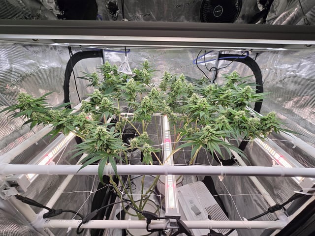 Grow 3 — flower, day 39