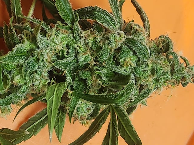 Sour Diesel — flower, day 52