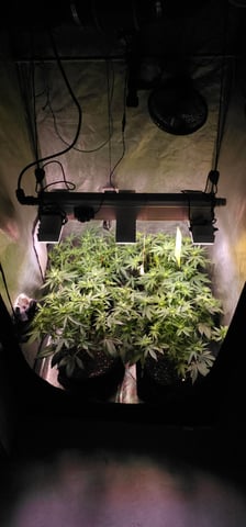 Cookies Usa — flower, day 68