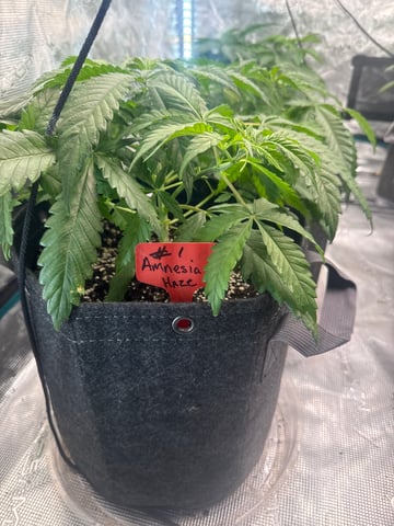  Amnesia Haze — vegetative, day 18
