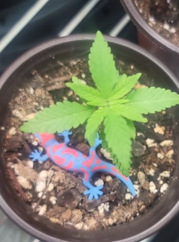 Poison Rainbows — seedling_rooting, day 26