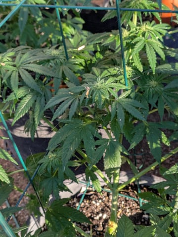 October Start — flower, day 99