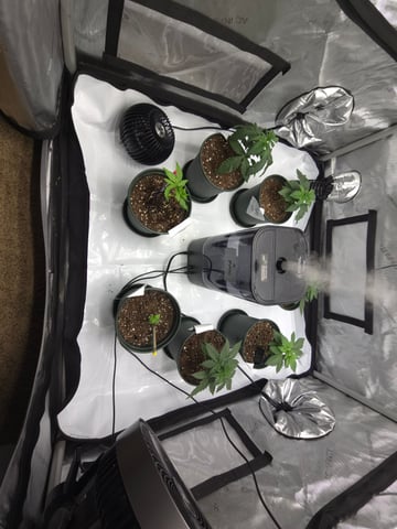 Homegrown - 🍒 🥧 & GSC Auto, 🚀 Seeds 🍌 Buttercups  — vegetative, day 24