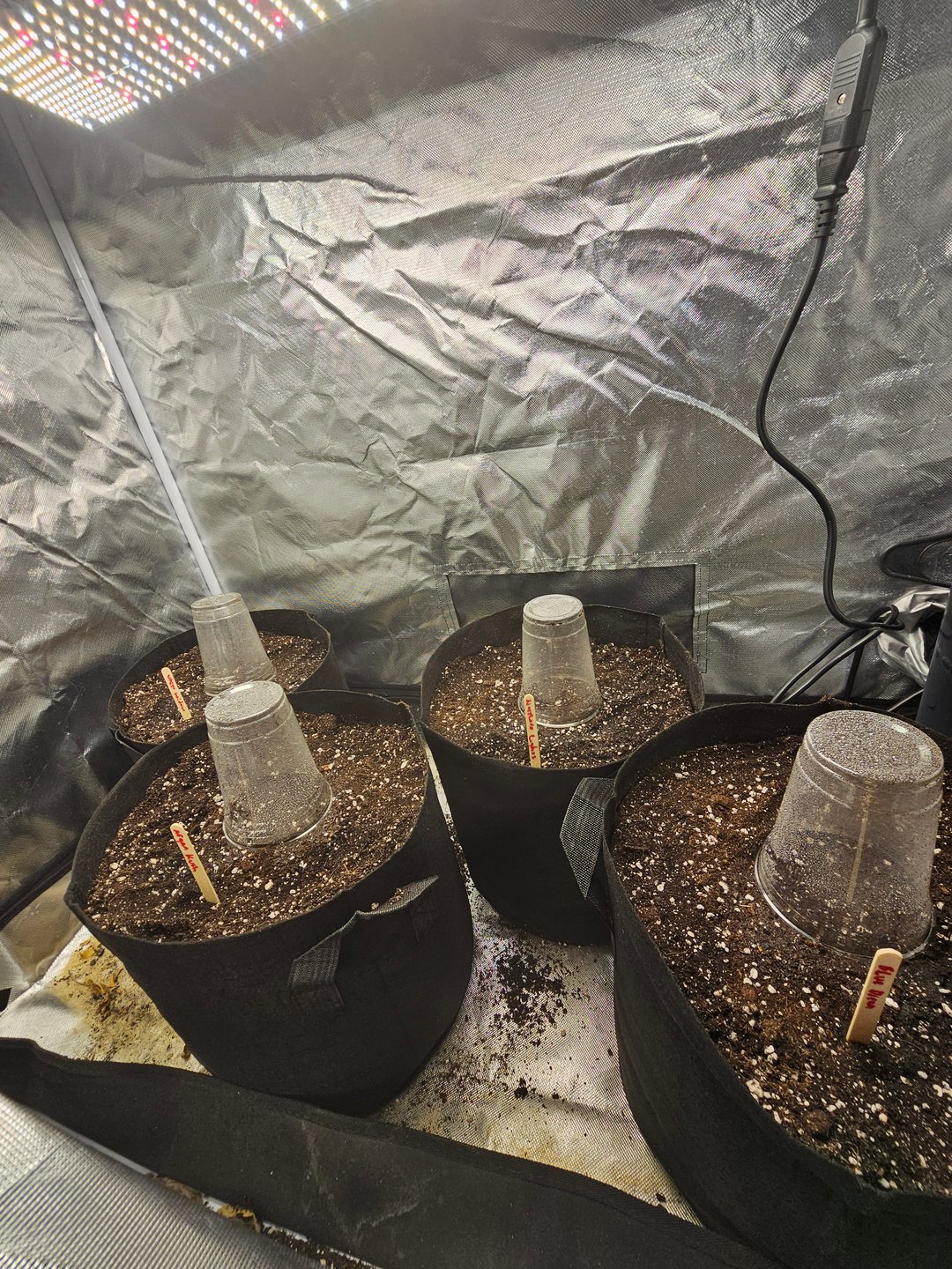 Northern lights, Blue Dream, Acapulco Gold and white widow