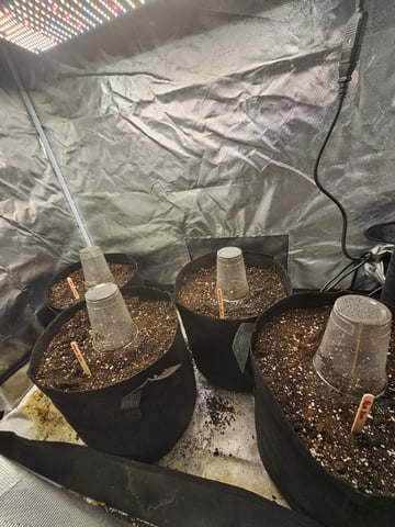 Northern lights, Blue Dream, Acapulco Gold and white widow — grow_setup, day 2