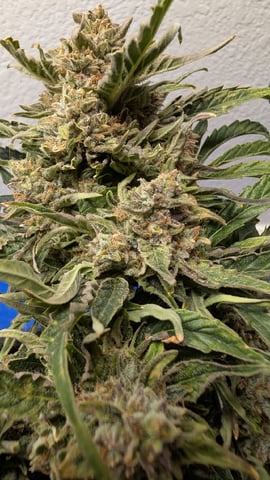 mephisto winter 2026 — harvest, day 69