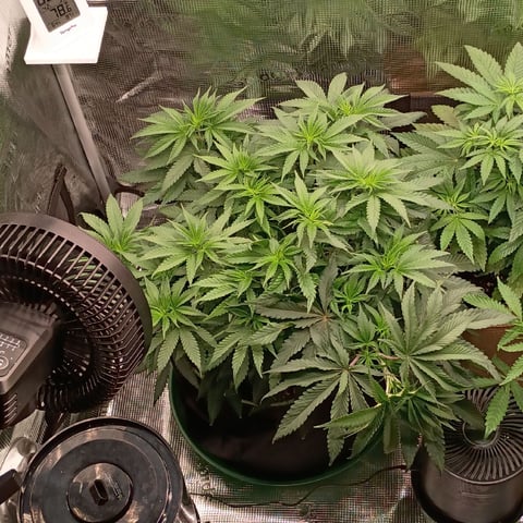 TentPlantLightFan