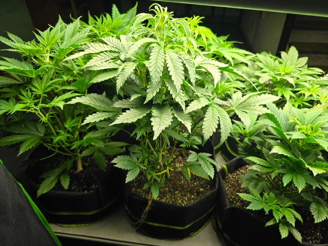 2nd Autoflower Indoor Grow — vegetative, day 34