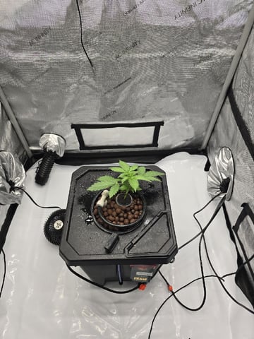Barney's Farm - Cherry Popper — vegetative, day 15