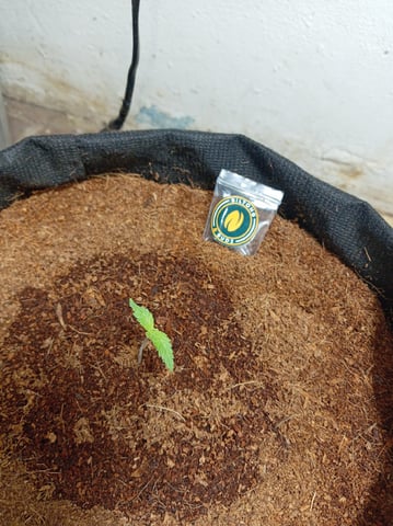 Blackberry Moonrocks  — seedling_rooting, day 17