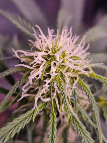 gary poppins — flower, day 61