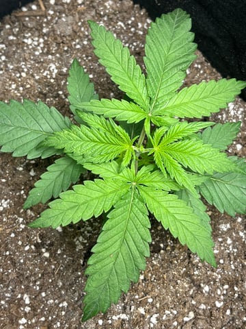 Blue Dream Photos — vegetative, day 11