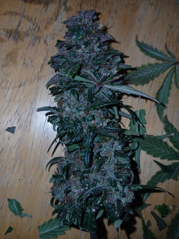 CountryG  — seedling_rooting, day 78