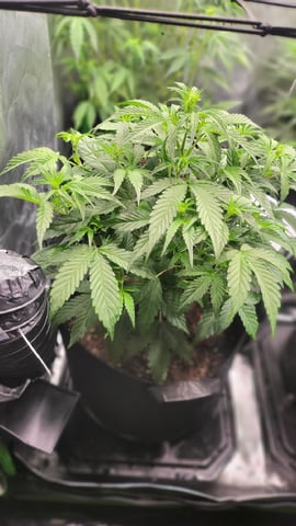 First attempt at planting some seeds — flower, day 53