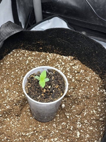 Coco Grow — germination, day 3