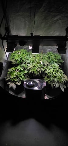 Cookies Usa — flower, day 48