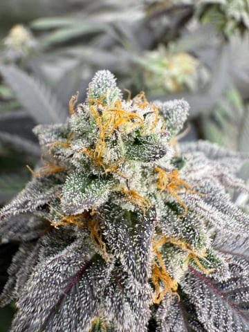 Master Kush RBX — flower, day 172