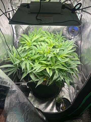 2nd Run — vegetative, day 74