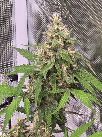 3rd Grow 3x3 tent — flower, day 65