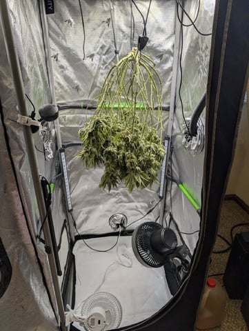 Cinderella 99 -C99 — harvest, day 108