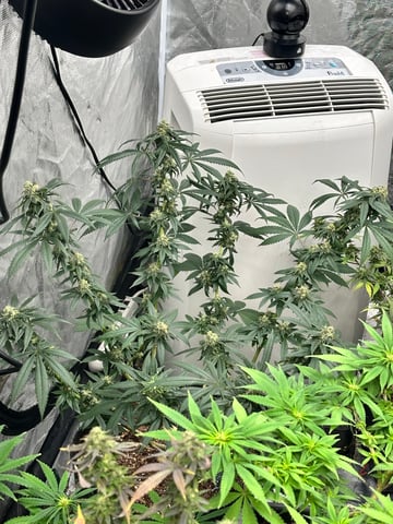 The Bud Professional Candy Factory  — flower, day 1