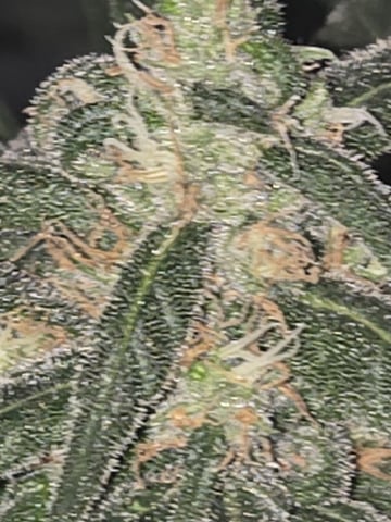 first grow second plant  — flower, day 101