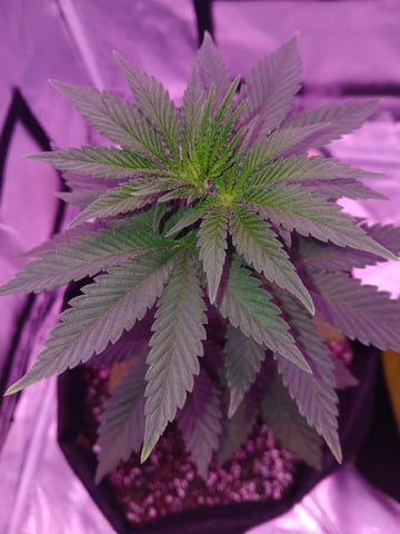 CountryG  — seedling_rooting, day 41