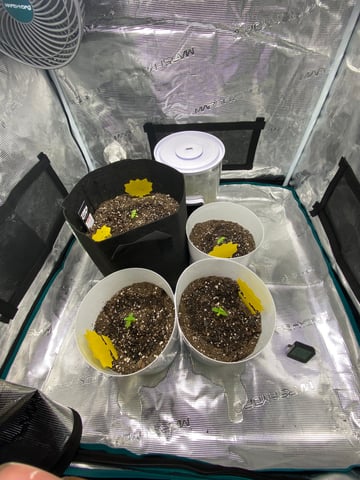 Gorilla Melon — seedling_rooting, day 19