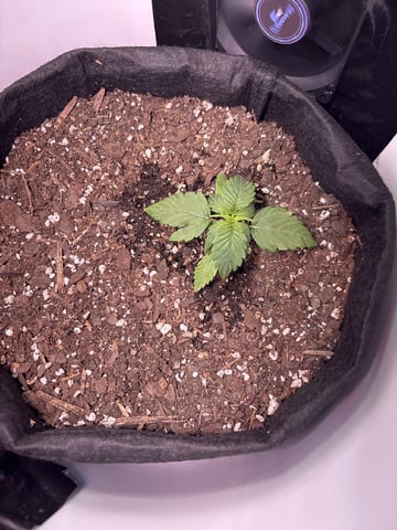 My First Grow — vegetative, day 22