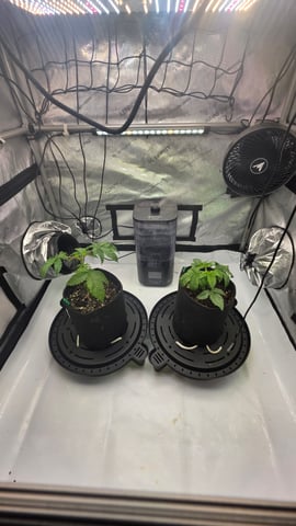 ethos genetics  — vegetative, day 30