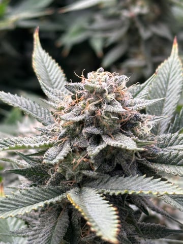 Starting Flower mom Clones  — flower, day 48