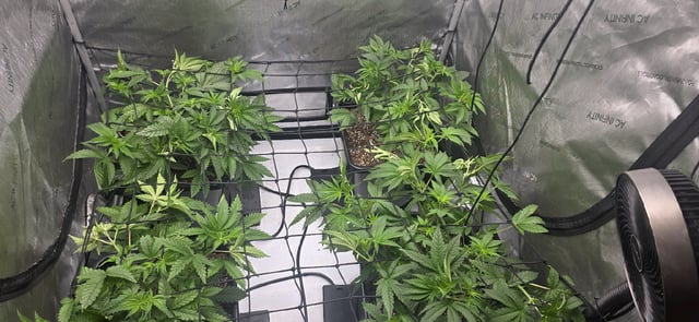 Lime Rian. — vegetative, day 40