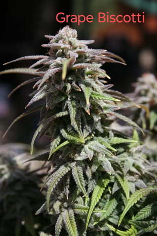 Second Grow — flower, day 51