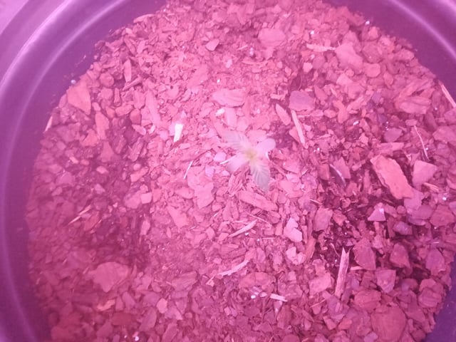 Queen Royal Autoflower  — seedling_rooting, day 21