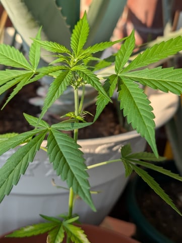 My First Grow 🪴 April '26 — vegetative, day 43