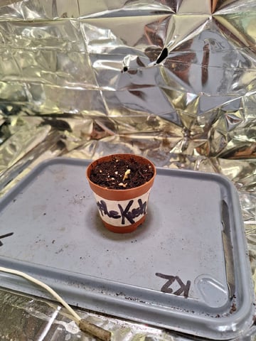 RESTART  — germination, day 6
